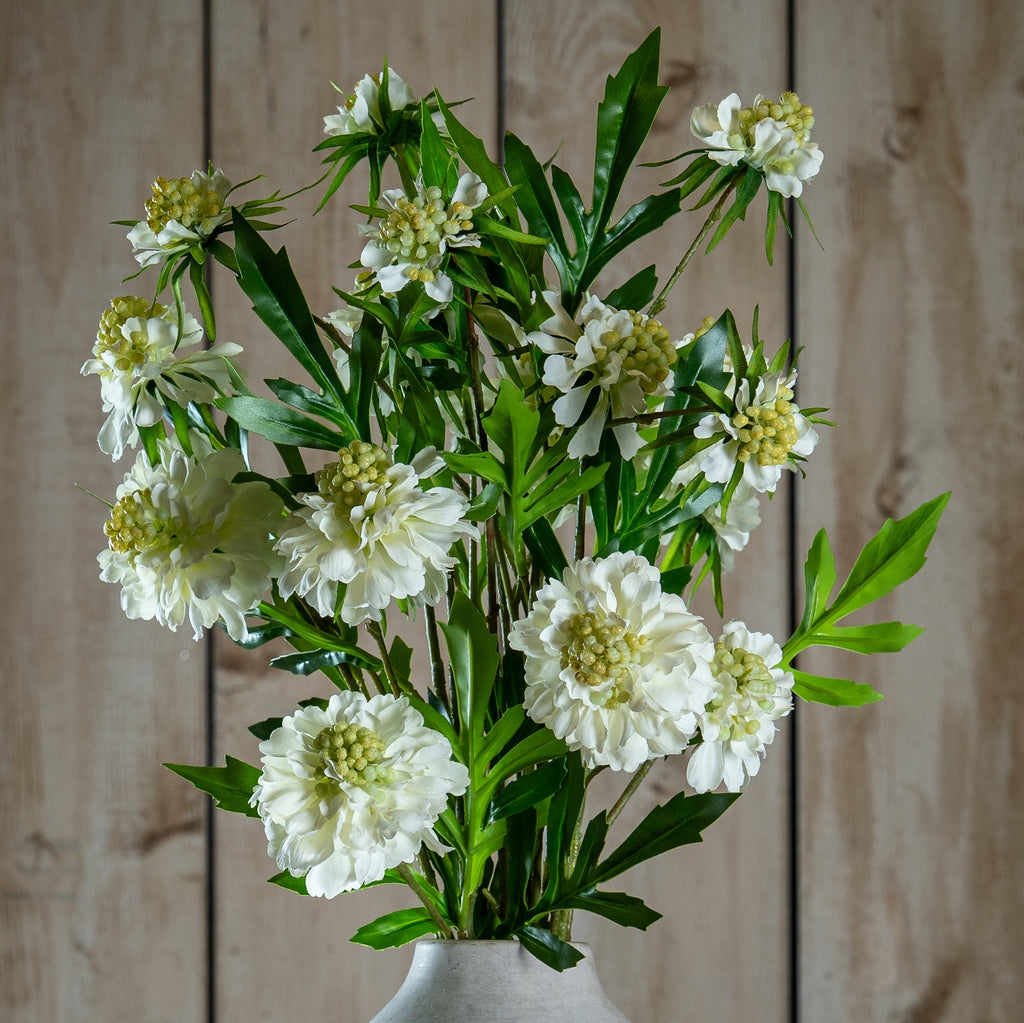 The Natural Garden Collection White Scabious Stem 65 cm