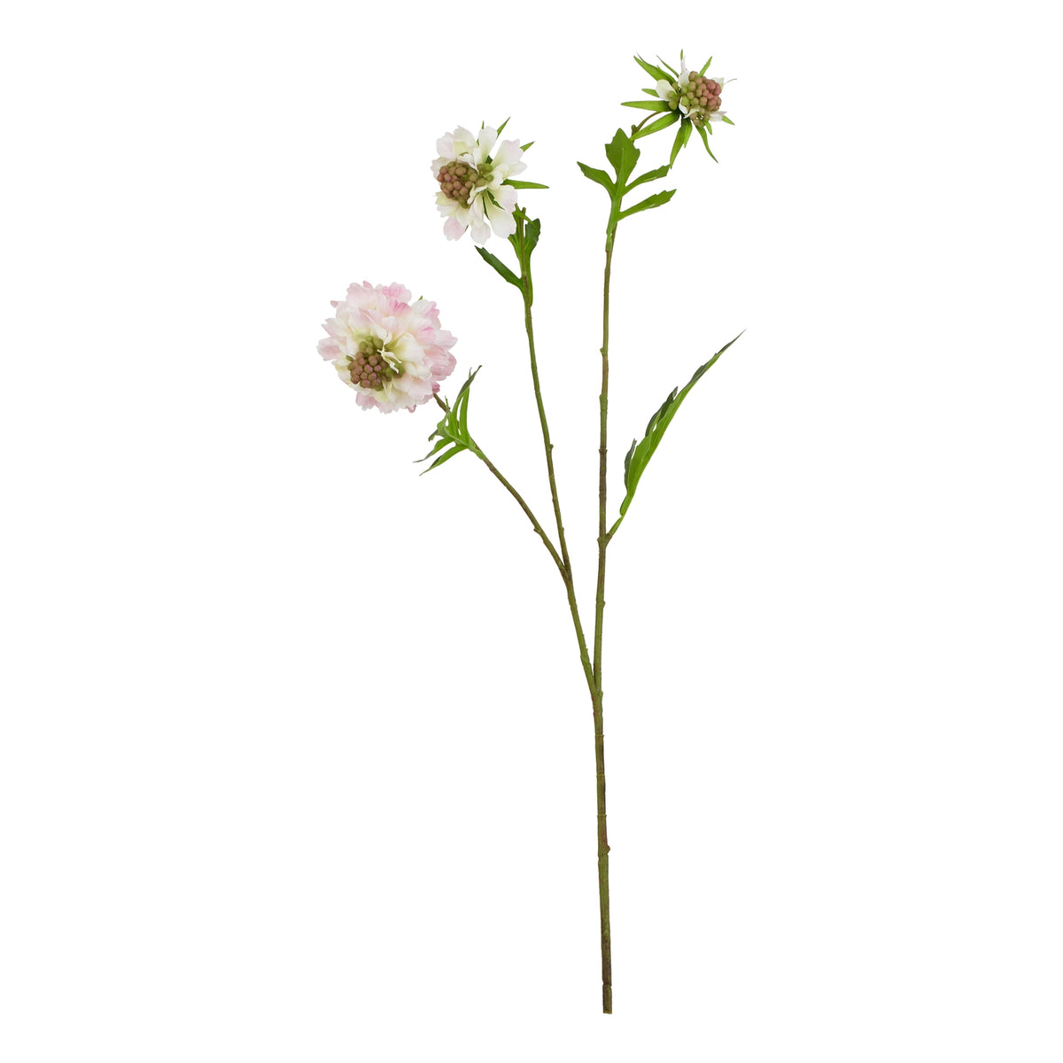 The Natural Garden Collection Pale Pink Scabious Stem 65 cm