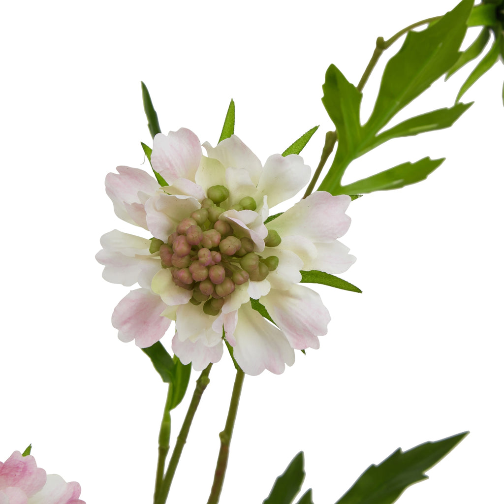 The Natural Garden Collection Pale Pink Scabious Stem 65 cm