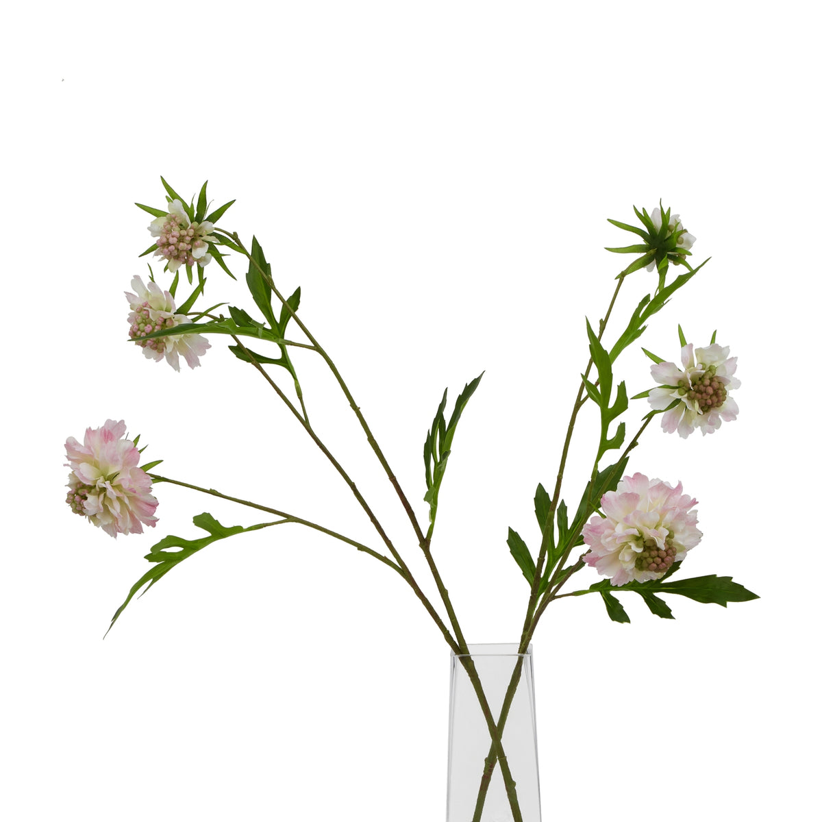 The Natural Garden Collection Pale Pink Scabious Stem 65 cm
