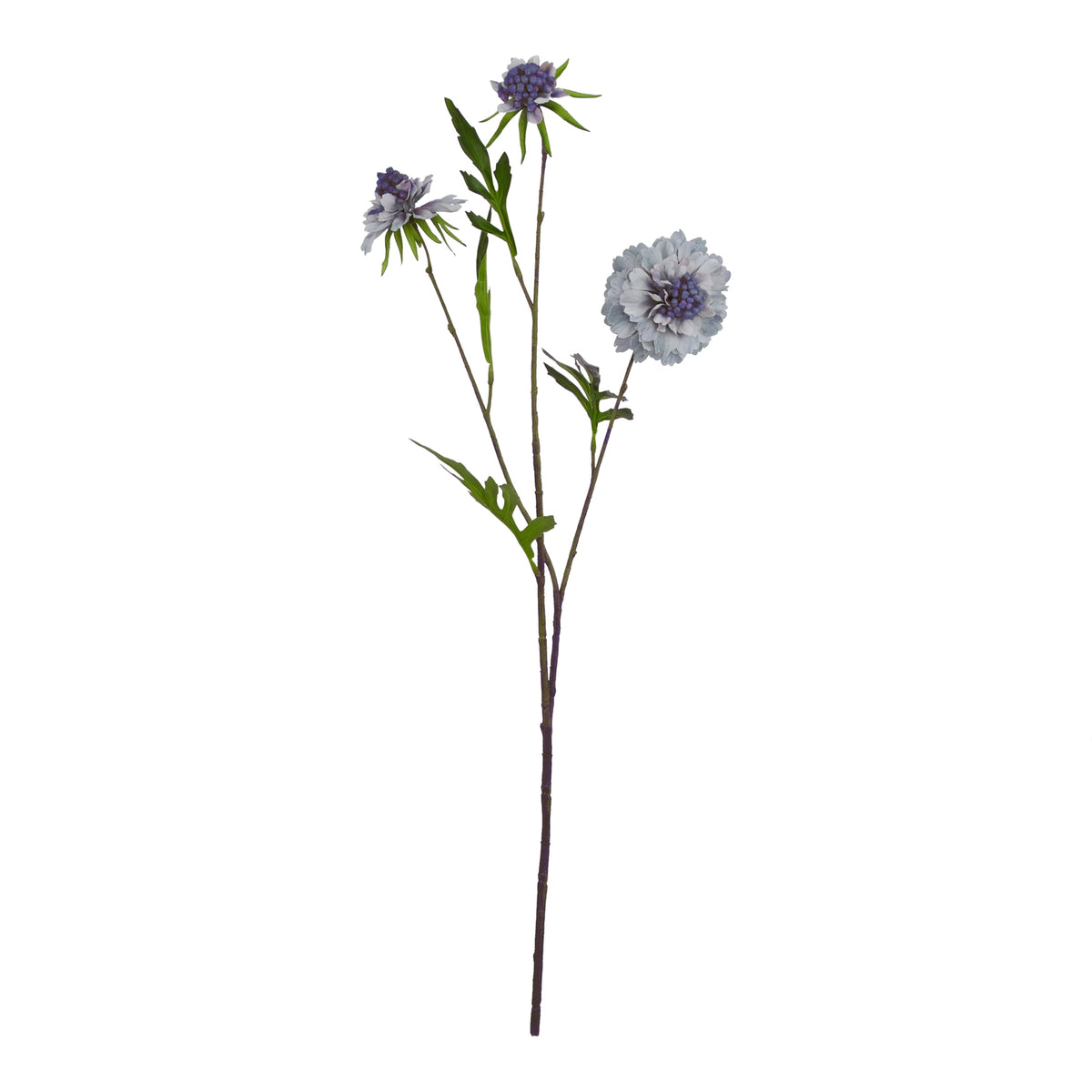 Pale Blue Scabious Stem 65 cm