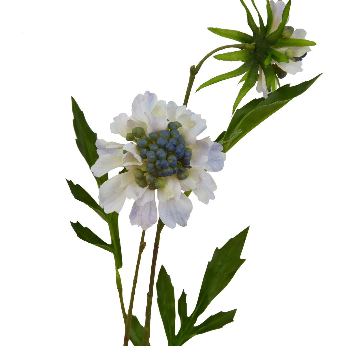 Pale Blue Scabious Stem 65 cm