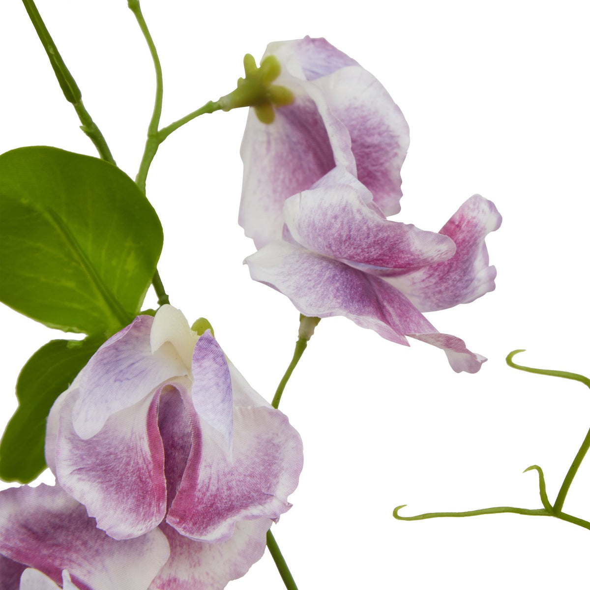 The Natural Garden Collection Purple Sweetpea Stem 61 cm