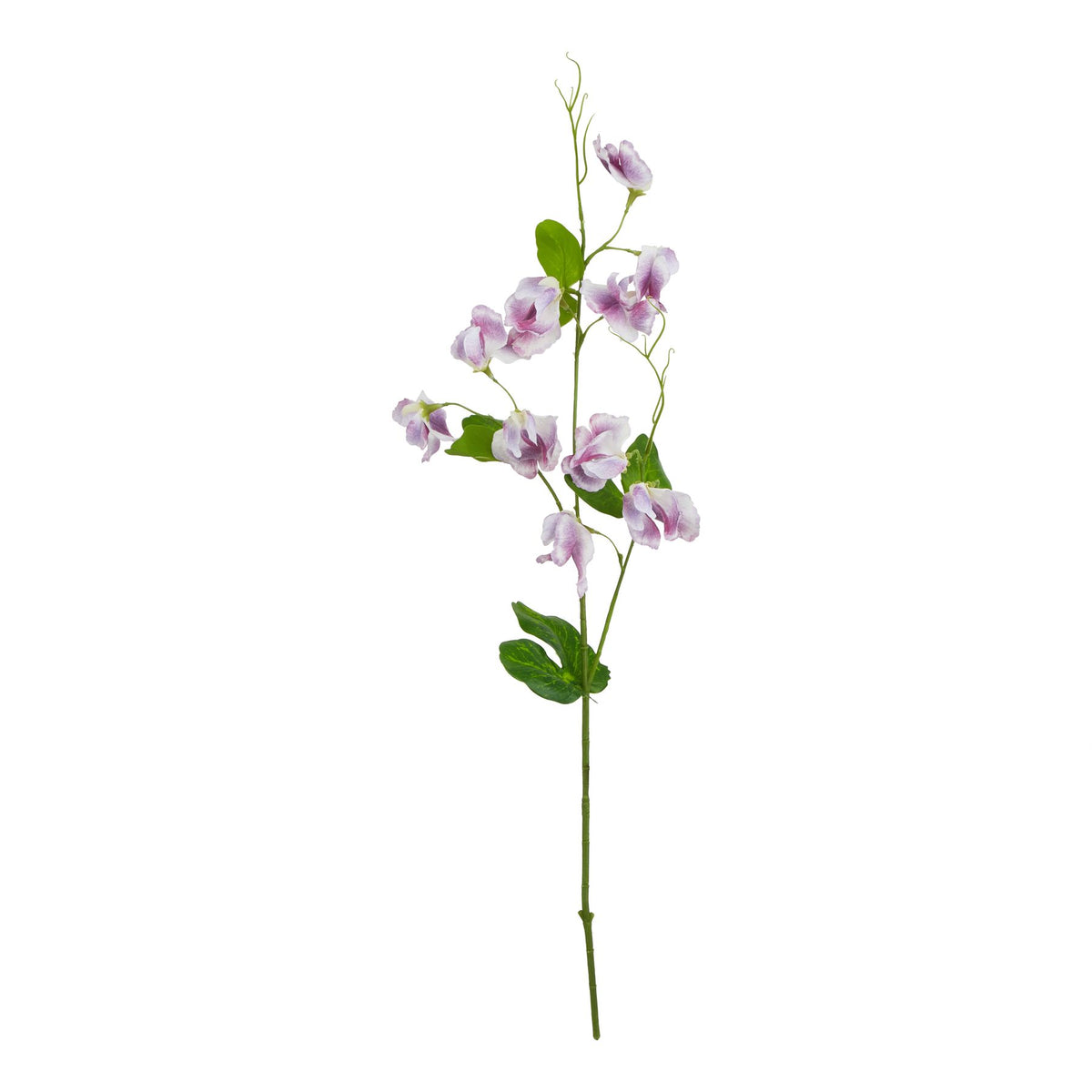 The Natural Garden Collection Purple Sweetpea Stem 61 cm