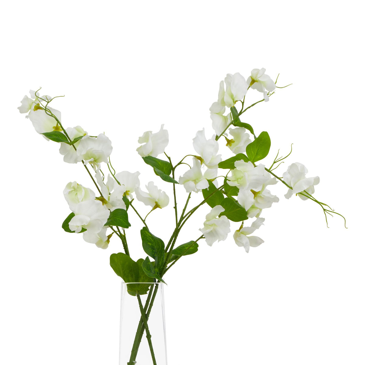 The Natural Garden Collection White Sweetpea Stem 61 cm