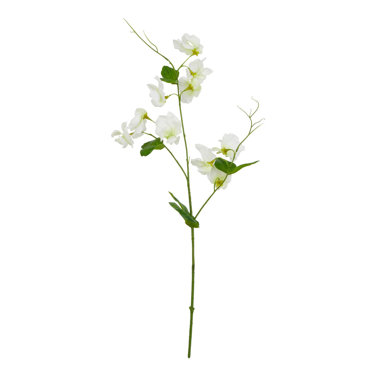 The Natural Garden Collection White Sweetpea Stem 61 cm