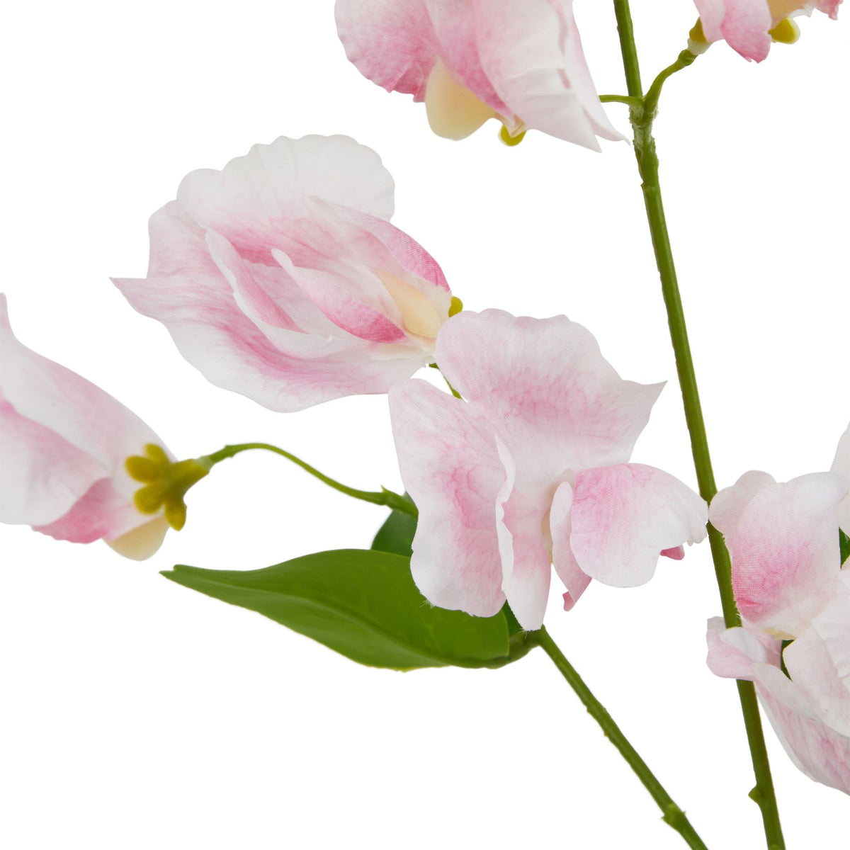 The Natural Garden Collection Pale Pink Sweetpea Stem 61 cm