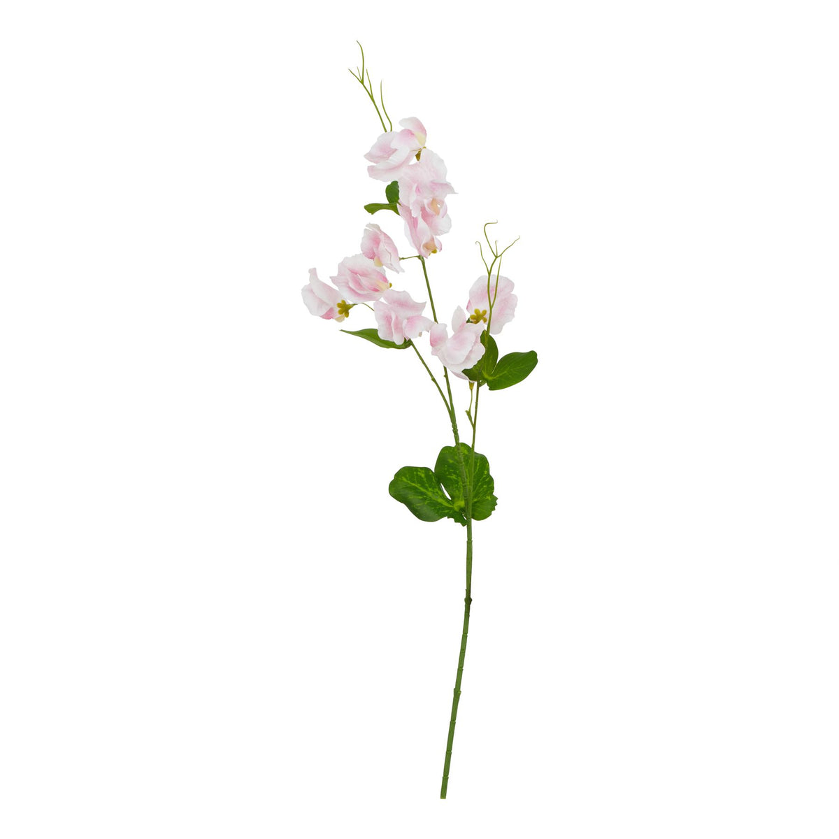 The Natural Garden Collection Pale Pink Sweetpea Stem 61 cm