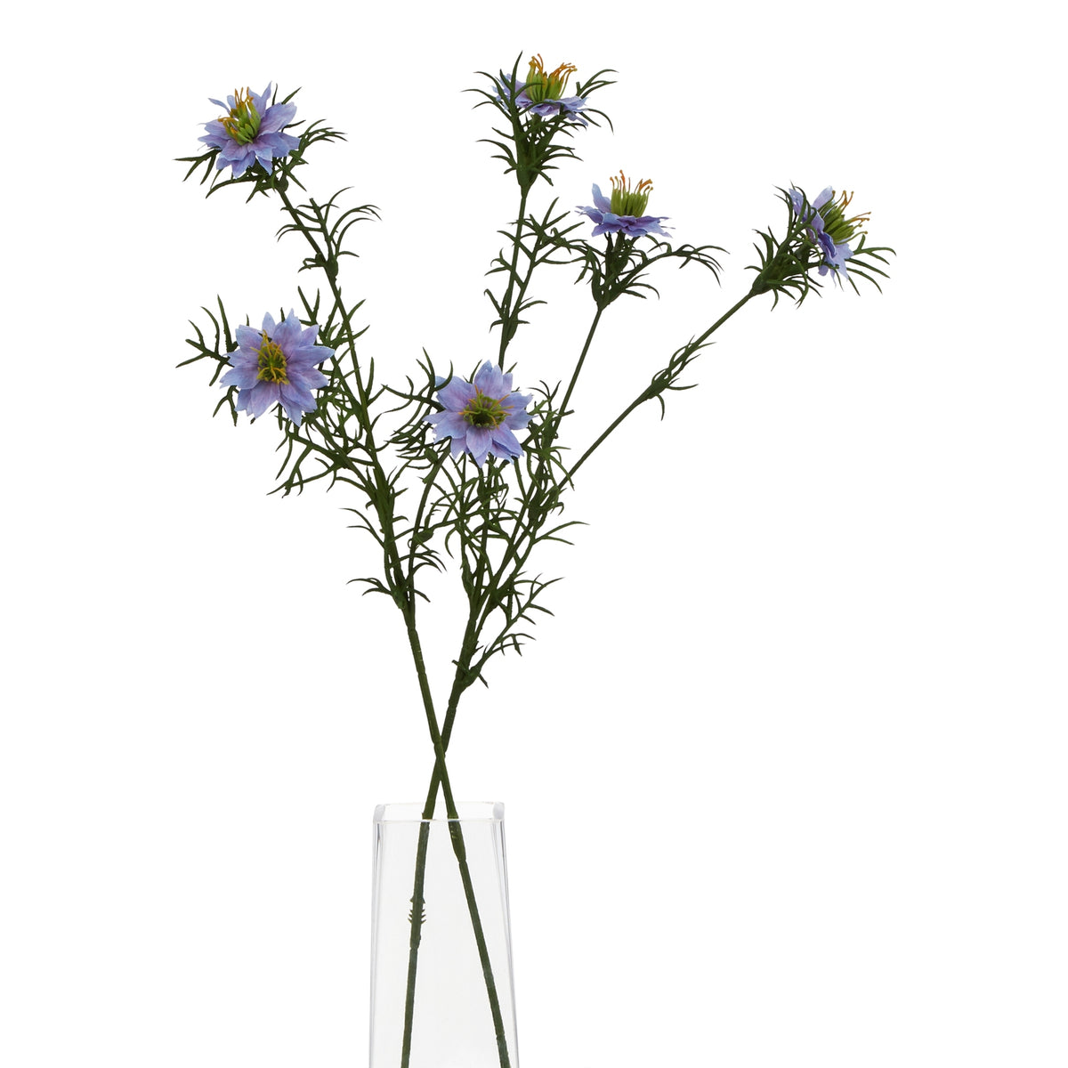 The Natural Garden Collection Purple Nigella Love In A Mist 68 cm