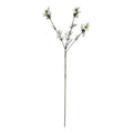 The Natural Garden Collection White Nigella Love In A Mist 68 cm